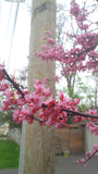 Tree seed - Eastern redbud