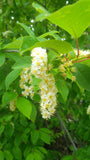 Tree seed - Black cherry