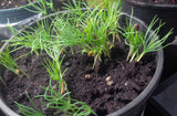 pinus ponderosa seedlings