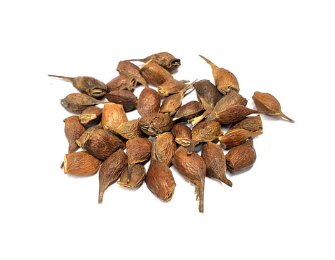 Tree seed - Sugar Maple