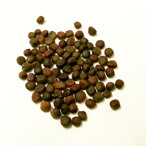 cabbage seeds