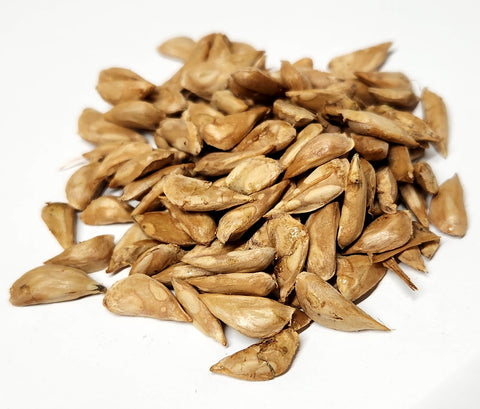 Tree seed - Himalayan cedar