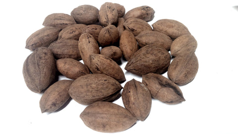 Tree seed - Hickan