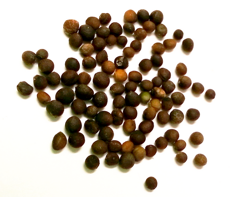Kale Semi Dwarf Westland seeds