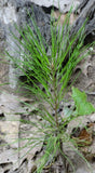 loblolly pine in ontario