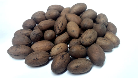 Tree seed - Pecan
