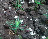 picea abies