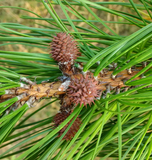 pinus rigida cone
