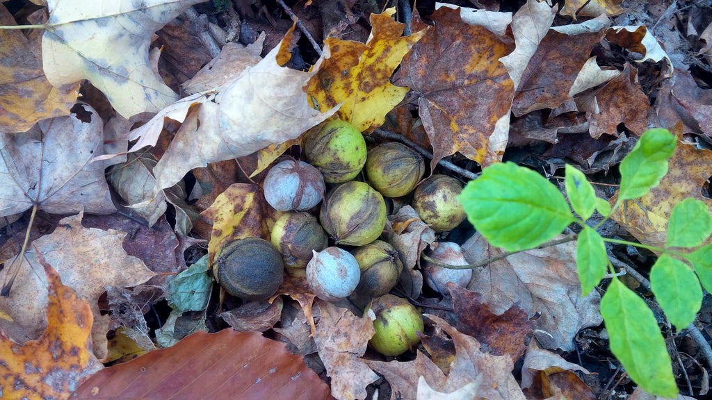 Deciduous hardwood nut seeds now available!