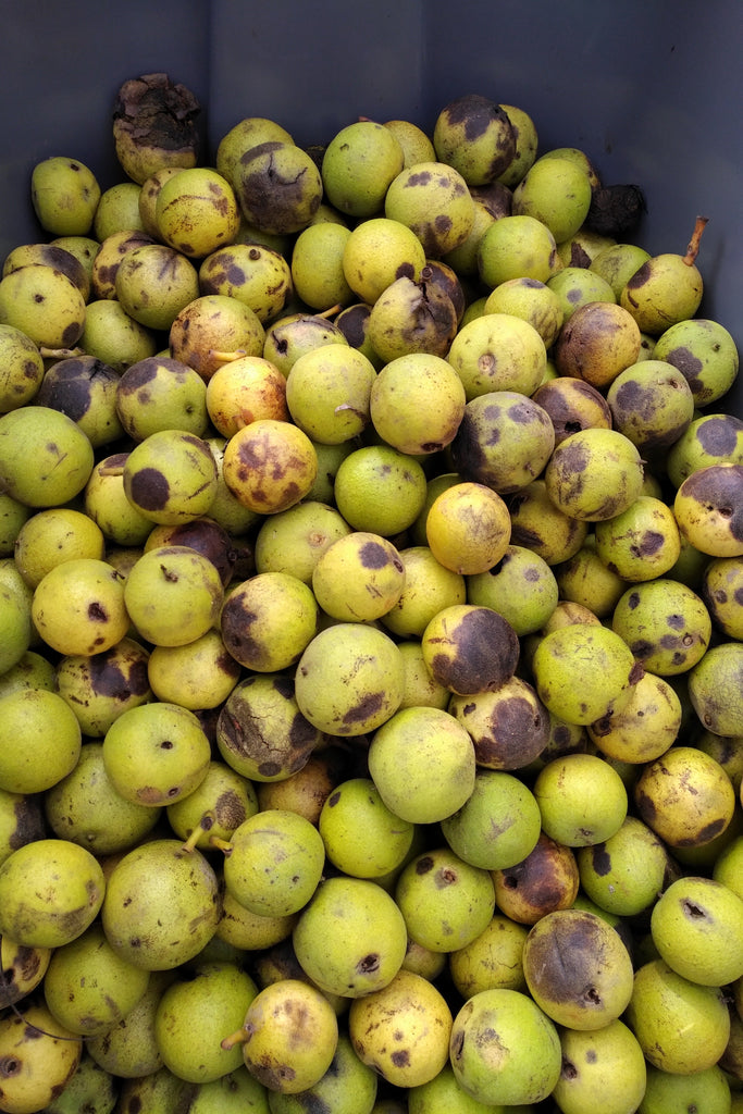 Black walnut seeds back in stock!