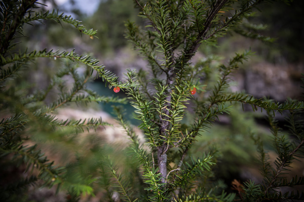 Pacific yew seeds now available