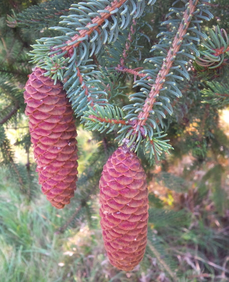 Koyama Spruce Restocked - Limited Quantities!