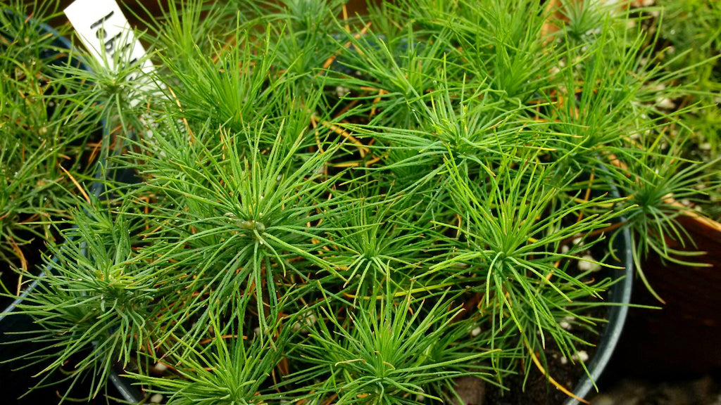Loblolly Pine seeds on sale now!