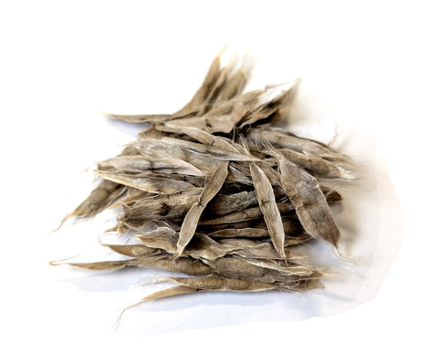 catalpa speciosa seeds