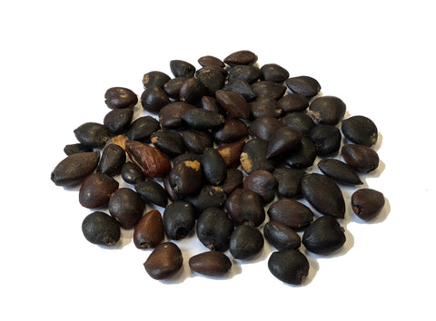 Tree seed - Cucumber-tree