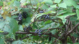 Tree seed - Riverbank grape