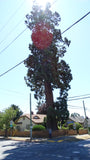 Tree seed - Giant sequoia