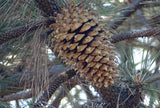 Tree seed - Coulter pine