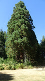 Tree seed - Giant sequoia