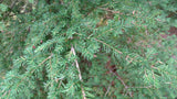 Tree seed - Western hemlock