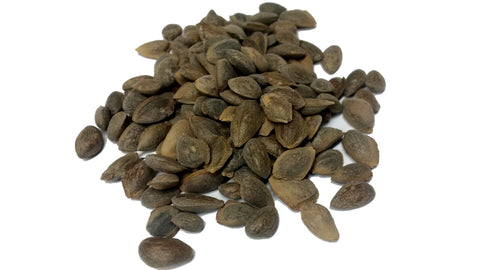 Tree seed - Mexican white pine