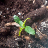 acer rubrum seedling