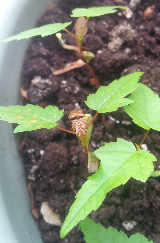 Tree seed - Red maple – TreeSeeds.ca