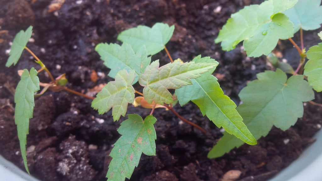 Tree seed - Red maple – TreeSeeds.ca