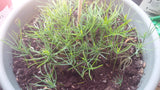 great basin bristlecone pine seedlings