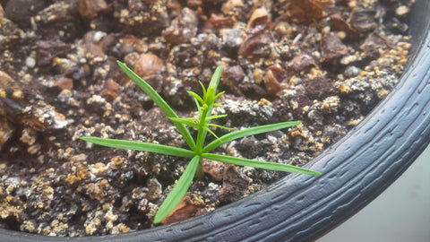 planting bald cypress tree seeds Tree seed
