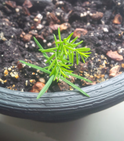 planting bald cypress tree seeds Tree seed