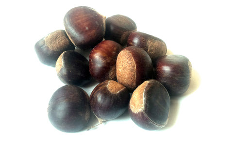 Tree seed - Hybrid American/Chinese chestnut