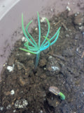 Tree seed - Afghan pine