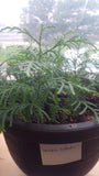Tree seed - Western redcedar