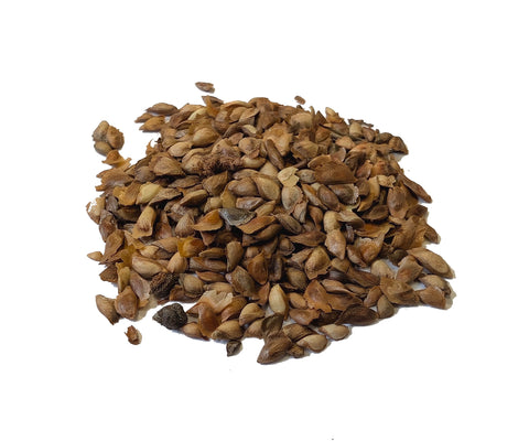 larix kaempferi seeds japanese larch