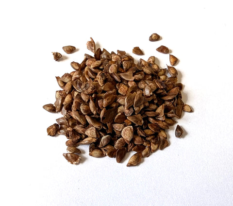Tree seed - European larch
