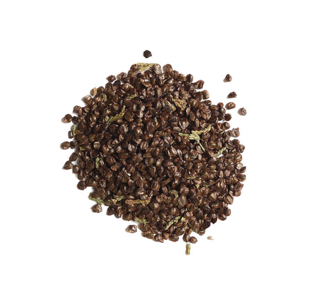 Tree seed - Atlantic white cedar