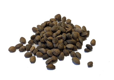Tree seed - Durango pine