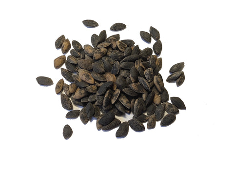 Tree seed - Gregg's pine