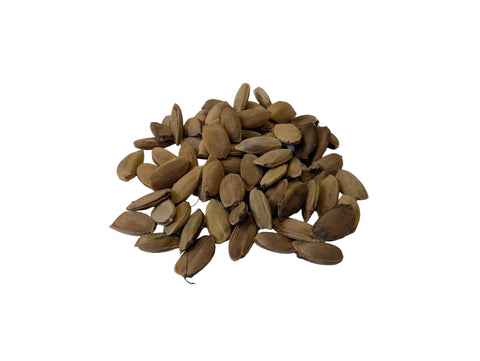 Tree seed - Osage orange