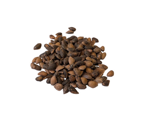 Tree seed - Himalayan spruce