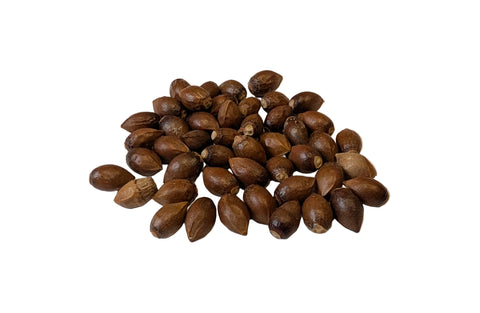 Tree seed - Pacific yew