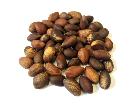 Tree seed - Colorado Pinyon Pine