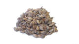 Tree seed - Great Basin bristlecone pine