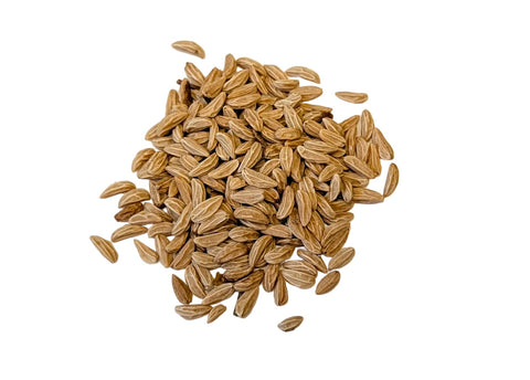 ilex opaca seeds