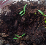 platanus occidentalis seedlings