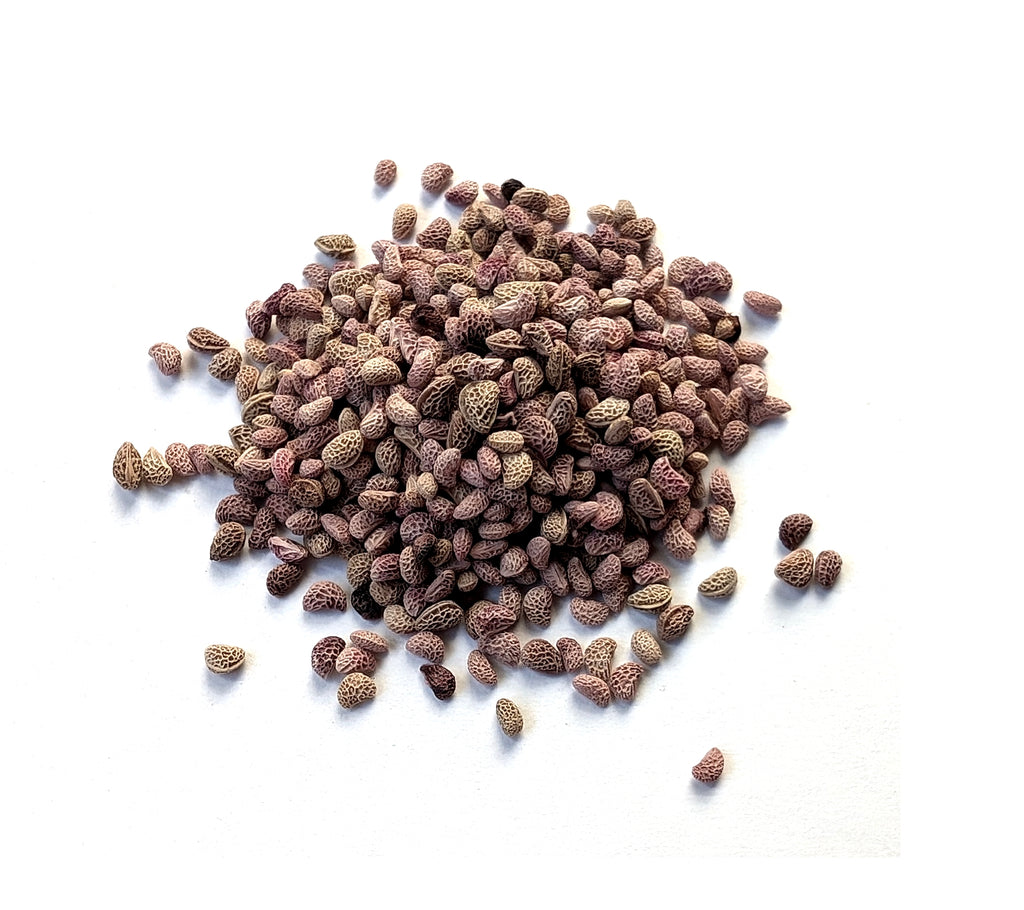Shrub seed - Black raspberry – TreeSeeds.ca