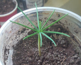 Tree seed - Chilghoza pine