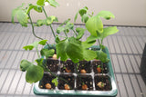 Seedling Grow Kit