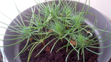 pinus pinea seedlings 1 month